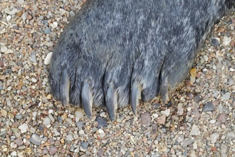 Common seal