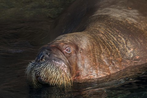 Walrus