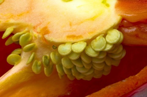 Seed head of a red pepper