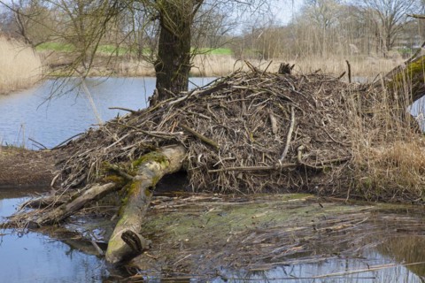 European beaver