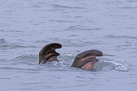 Walrus