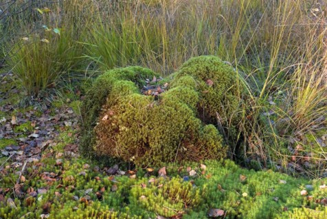 Widerton Moss