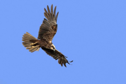 Western marsh harrier