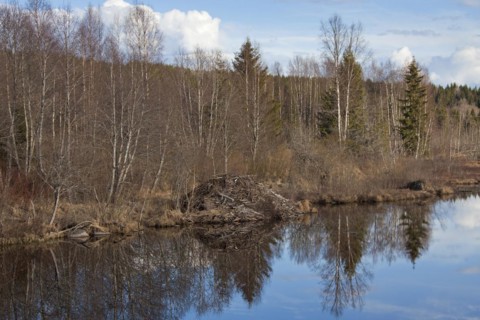 Eurasian