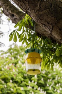 Attractant funnel trap or also pheromone trap in chestnut trees