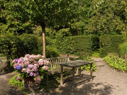 In a summer garden