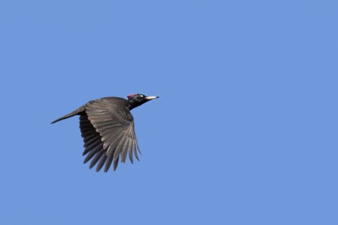 Black woodpecker