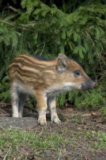 Wild boar