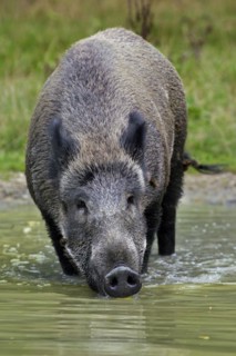 Wild boar