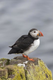 Atlantic puffin