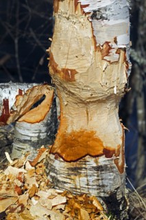 Wood chips around birch tree showing damage from gnawing by Eurasian beaver