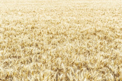 Triticale in a field