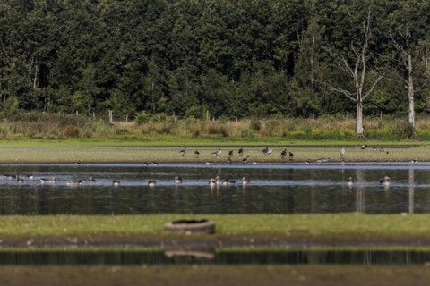 Low water level in the polder