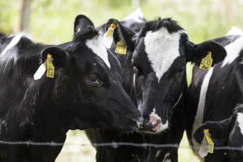 Cows in a paddock behind a pasture fence