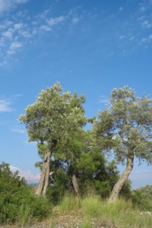Olive trees