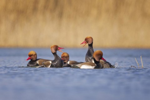 Red-crested Pochard