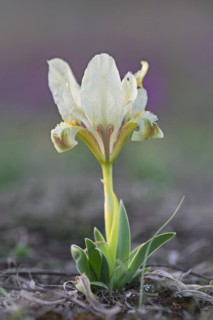 Yellow pygmy iris