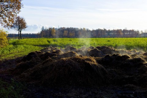 Steamy horse manure pile