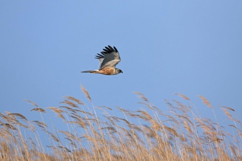 Marsh harrier