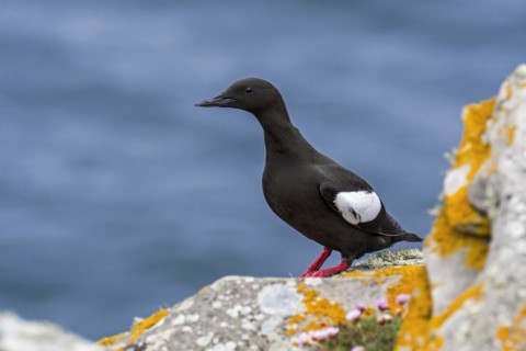 Black guillemot