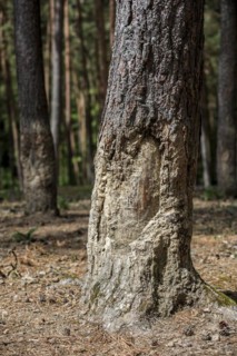 Tree bark