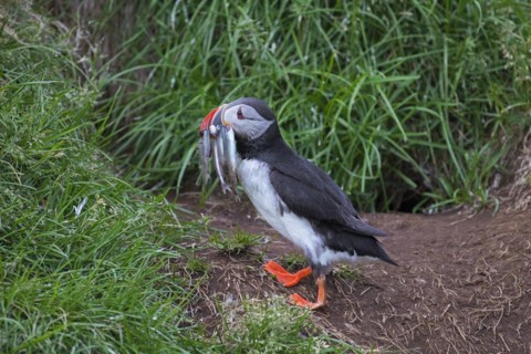Atlantic puffin