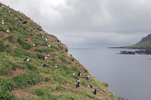 Atlantic puffins