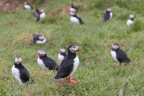 Atlantic puffins