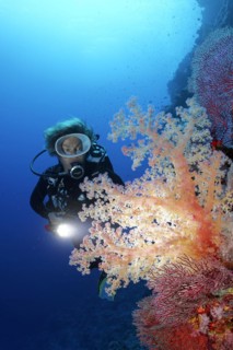 Diver