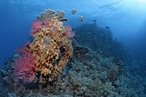 Coral block on coral reef