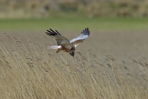 Western marsh harrier