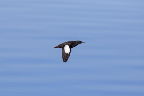 Black guillemot
