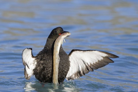Black guillemot