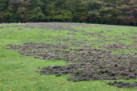 Ruined grassland at forest edge