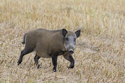 Wild boar