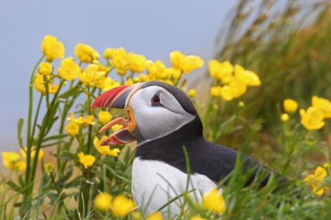 Calling Atlantic puffin
