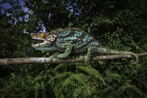 An adult male Parsons chameleon