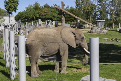 African Elephant