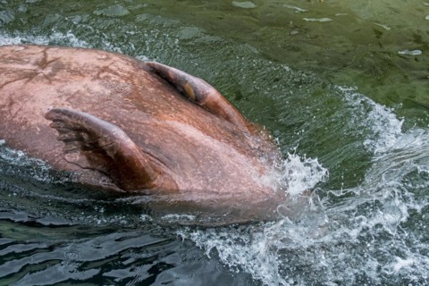 Walrus