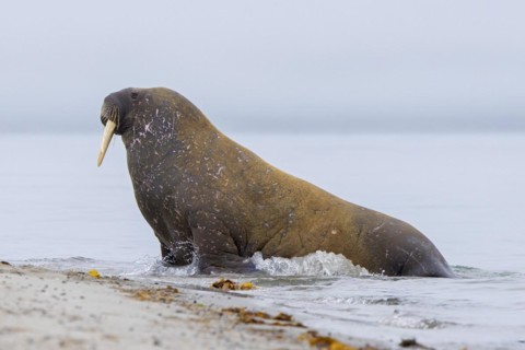 Walrus