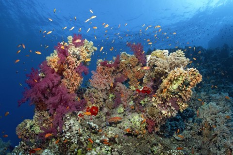 Coral block on coral reef