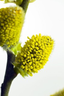 Flowering willow