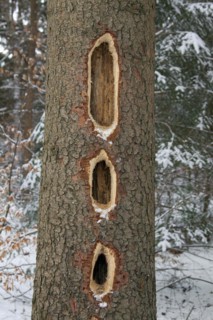 Black woodpecker