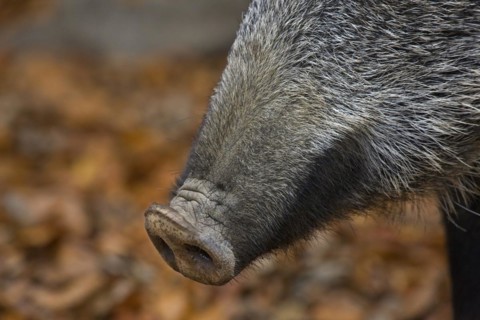 Wild boar