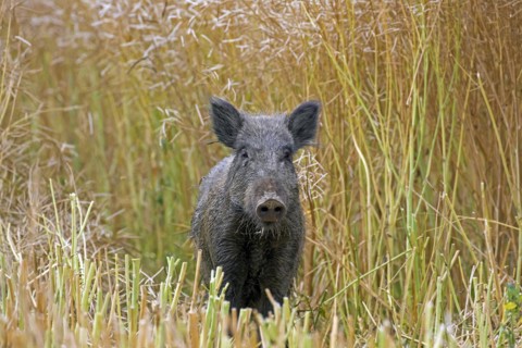 Solitary wild boar