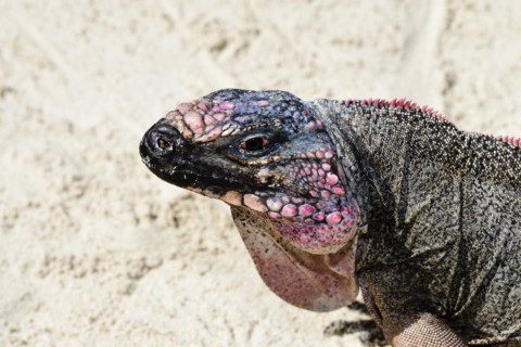 Rock Iguana