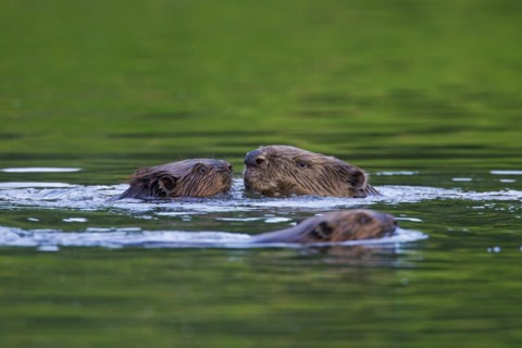 Eurasian beaver