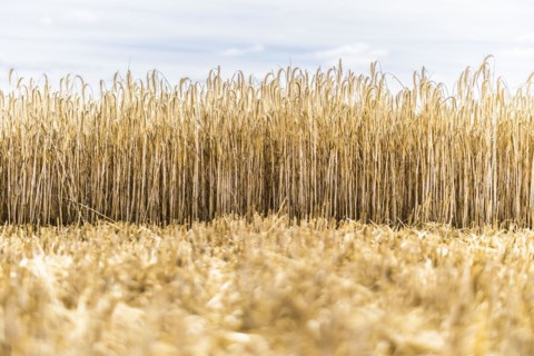 Barley in a field