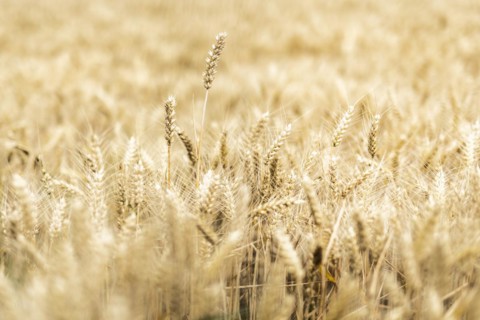 Triticale in a field