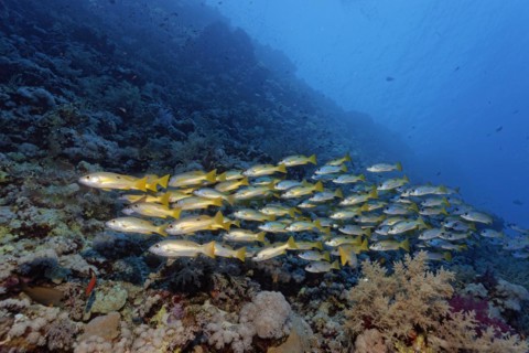 Shoal of fish